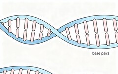 微軟警告：AI能「設計毒蛋白」 成功逃過基因審查