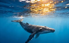 鯨魚為何不容易得癌症？ 科學家找到答案 可能改寫人類醫學