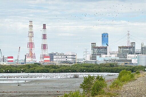 與永安濕地共存！高雄興達電廠成為「水鳥大飯店」 黑面琵鷺每年飛來過冬、10 年數量成長 4 倍