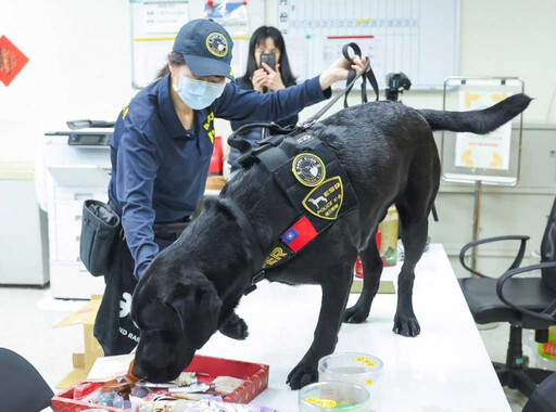 台灣首隻「電子產品偵測犬」立大功 51億洗錢機房被牠一聞秒抄了