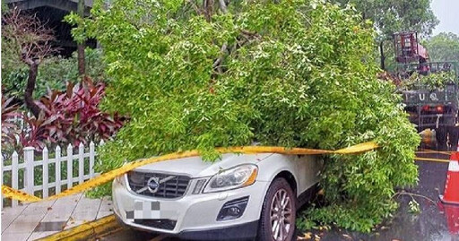 中颱凱米狂吹強陣風！中和路樹傾倒蓋壓休旅車 區公所排除狀況中