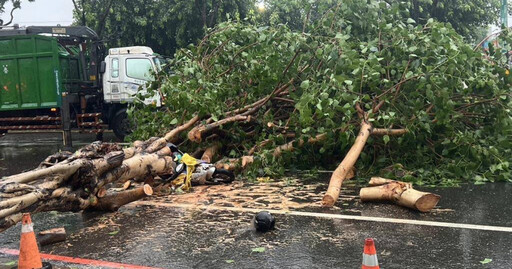 凱米颱風肆虐高雄市老婦遭倒樹壓傷 當場失去生命跡象搶救中