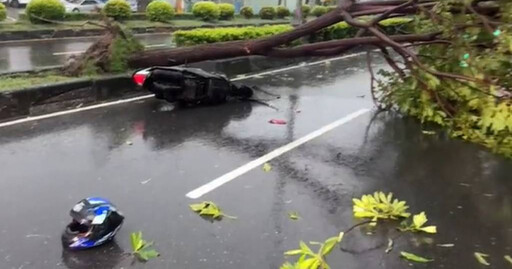 凱米颱風雨肆虐再傳意外！高雄仁武路樹砸傷2騎士 幸無生命危險