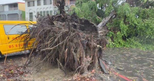 凱米颱風重創雲林虎尾 4尺高大樹被連根拔起3車遭殃