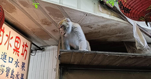 內湖出現台灣獼猴…3隻搶水果狂嗑搗亂「囂張逛大街」 動保處回應了