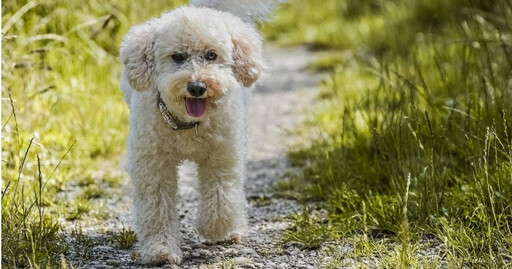 分手寵物犬要不回！男子公布前女友個資挨告 遭判2月刑期