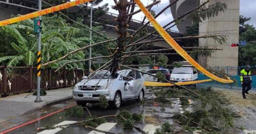 北台灣強降雨掀災情！土城路樹倒塌壓車 駕駛與乘客驚險脫困