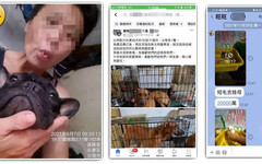 淘汰犬悲歌2／繁殖場「放棄狗」淪另類煉金術 假領養真販賣還有他們