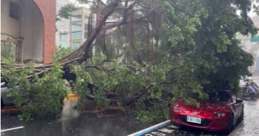 雨彈強襲台北！福星國小旁路樹「連根拔起」倒塌 停放跑車慘遭殃