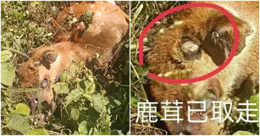 梅花鹿遭射殺鹿茸被割…在地人批：盜獵者天堂 墾管處回應了