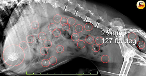 餐餐西莎害慘牠1／老病犬胃中驚見滿滿異物 竟是罐頭藏63顆塑膠和石頭