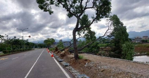 東北季風發威！苗栗整排路樹「連根拔起」 網：比山陀兒還大