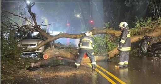 雨彈狂轟陽明山！仰德大道「6米巨樹倒塌」毀3車 文化大學急採遠距上課