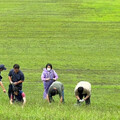 球場有毒1／水源保護區內用劇毒禁藥除草 高雄市府開罰高球場收地