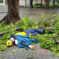 強颱康芮風強雨驟！ 北市公園處2工作人員遭路樹擊倒