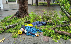 強颱康芮風強雨驟！ 北市公園處2工作人員遭路樹擊倒