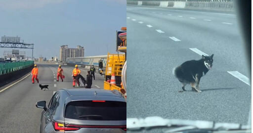 車禍受到驚嚇！柴犬國道上亂竄「還淡定拉屎」 警察封路追到心累