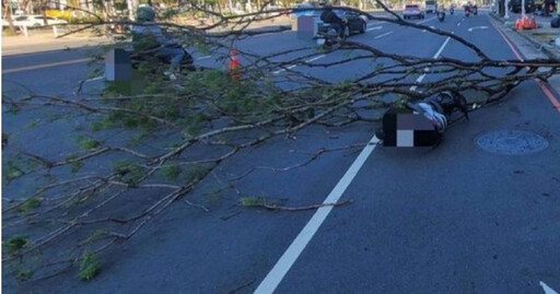 又沒颳風下雨！高雄路樹突倒塌擊落1機車 騎士衰自摔受傷送醫