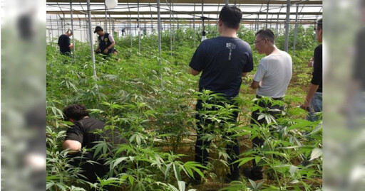 雲林警直搗大麻園！3公頃溫室養殖1766活株 5嫌落網遭羈押