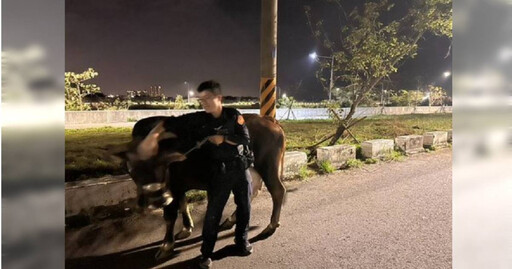 馬路淪牛棚！台南安南區驚見「牛隻逛大街」 飼主遭告誡警要罰了