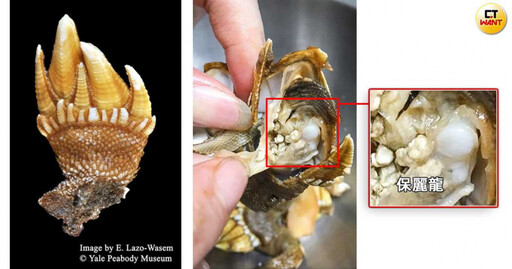 傷心海岸2／蚵棚保麗龍成潮間帶殺手 佛手貝內藏「發泡粒球」釀海洋浩劫