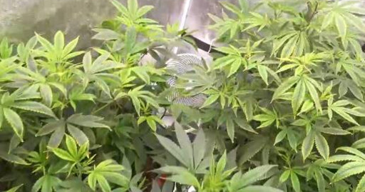 自學自耕！房間改裝開心農場惹出「大麻煩」 新北男被逮辯：自用