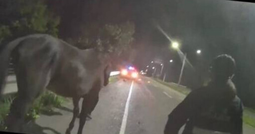 黑馬夜闖馬路「散步討拍」！見女警秒變溫馴 飼主挨罰急認領