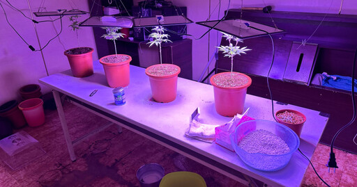 在泰國呼麻不夠回台後還想省買麻錢 他夾種子回台當自耕農遭逮