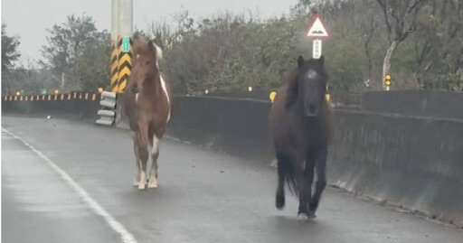 馬路3寶！台61驚見「4馬逛大街」擋道 飼主恐吞罰單慘了