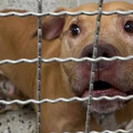 比特犬新主人找到了？嘉義飼主反悔 第2名領養者在高雄…身份揭曉