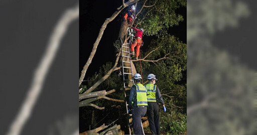 離奇！苗栗老翁外出鋸樹一夜未歸 竟是卡在樟木樹上身亡