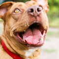 又是比特犬！花蓮8歲男童被攻擊縫16針 鄰居的貓也曾被咬死