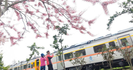 彰化二水花旗木盛開！緊鄰鐵道成網美祕境 妹子違規闖鐵道拍照「恐遭罰5萬」
