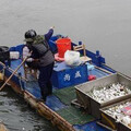 看不到盡頭！高雄愛河飄「600公斤魚屍」 環保局曝死亡原因
