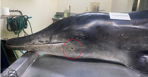 海豚擱淺桃園沙灘亡!解剖驚見「2顆子彈卡體內」證實遭槍殺