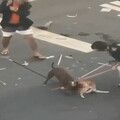 比特犬狠咬柴犬遭棍棒打死 飼主轟「人比狗可惡」質疑：有沒有挑釁狗？