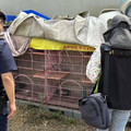 台南餐廳疑虐貓！籠內3貓「只剩白骨」 飼主稱「自然死亡」