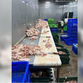 黑工藏牆縫！五股雞肉廠暗聘泰籍工 16人慘遭剝削