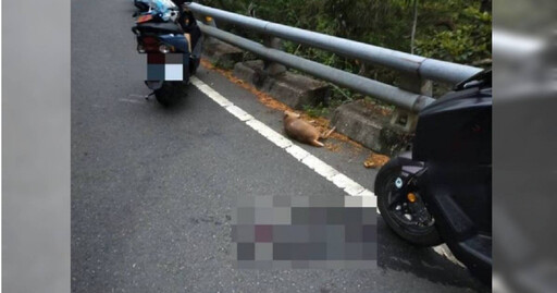 台9戊線突竄山羌！男騎士閃不過「中羌」摔車 牠遭撞斃慘死