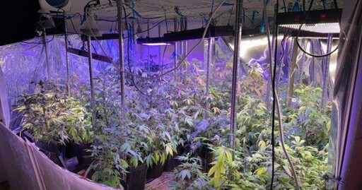 外籍家教竟是大麻師徒!毒趴牟利2000萬 高級社區變毒窟
