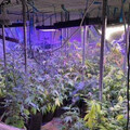 外籍家教竟是大麻師徒！毒趴牟利2000萬 高級社區變毒窟
