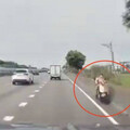 阿嬤逆向狂飆國道雙載孫子！ 路人嚇壞狂閃避無傷驚魂