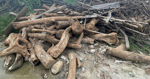 桃園航空城600棵大樹疑遭濫砍 下游廠商爆料金額翻倍引司法糾紛
