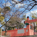 台女穿爆乳裝赴日本神社拍照 網友怒批：丟臉丟到國外
