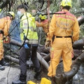 逢甲榕樹倒塌釀1死3傷！疑「樹木黑死病」害根爛 專家揭關鍵：頭重腳輕釀人禍