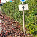 800箱空酒瓶掉落碎滿地 疑貨櫃沒關好駕駛認了