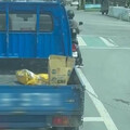 彰化疑似出現虐狗情形！可憐黑狗烈日下竟徒步追車