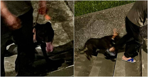 帶愛犬散步!比特犬突暴衝死咬不放 貴賓狗遭「破肚扯出腸」飼主沾滿血