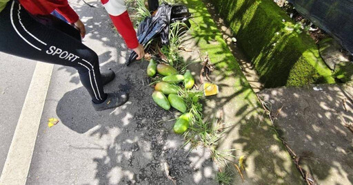 芒果變黃金!女遊客偷7顆被逮 竟值千元吃上官司