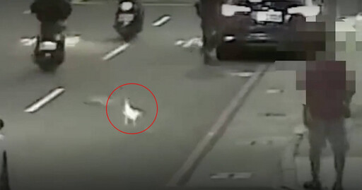寵物鵝散步闖車道差點出事 飼主未繫牽繩遭警開罰